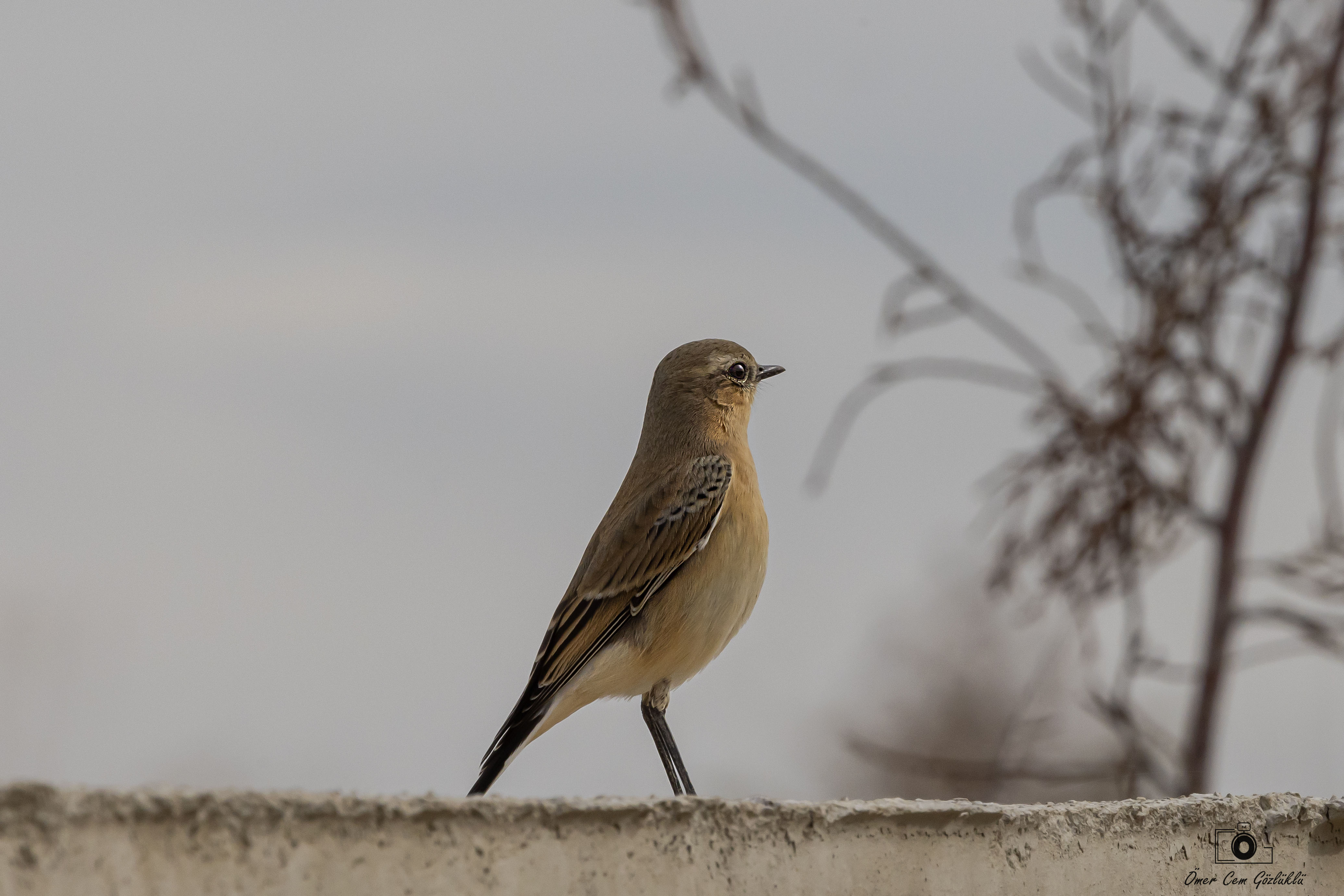 Isabelline Wheatear